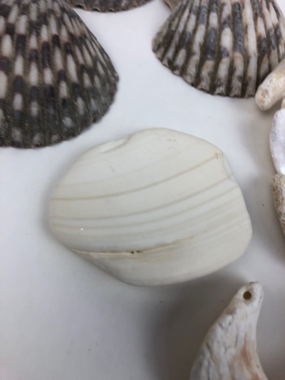 Lot Ocean Pink Purple Barnacle Coral Cluster Coast beach shell aquarium reef sea
