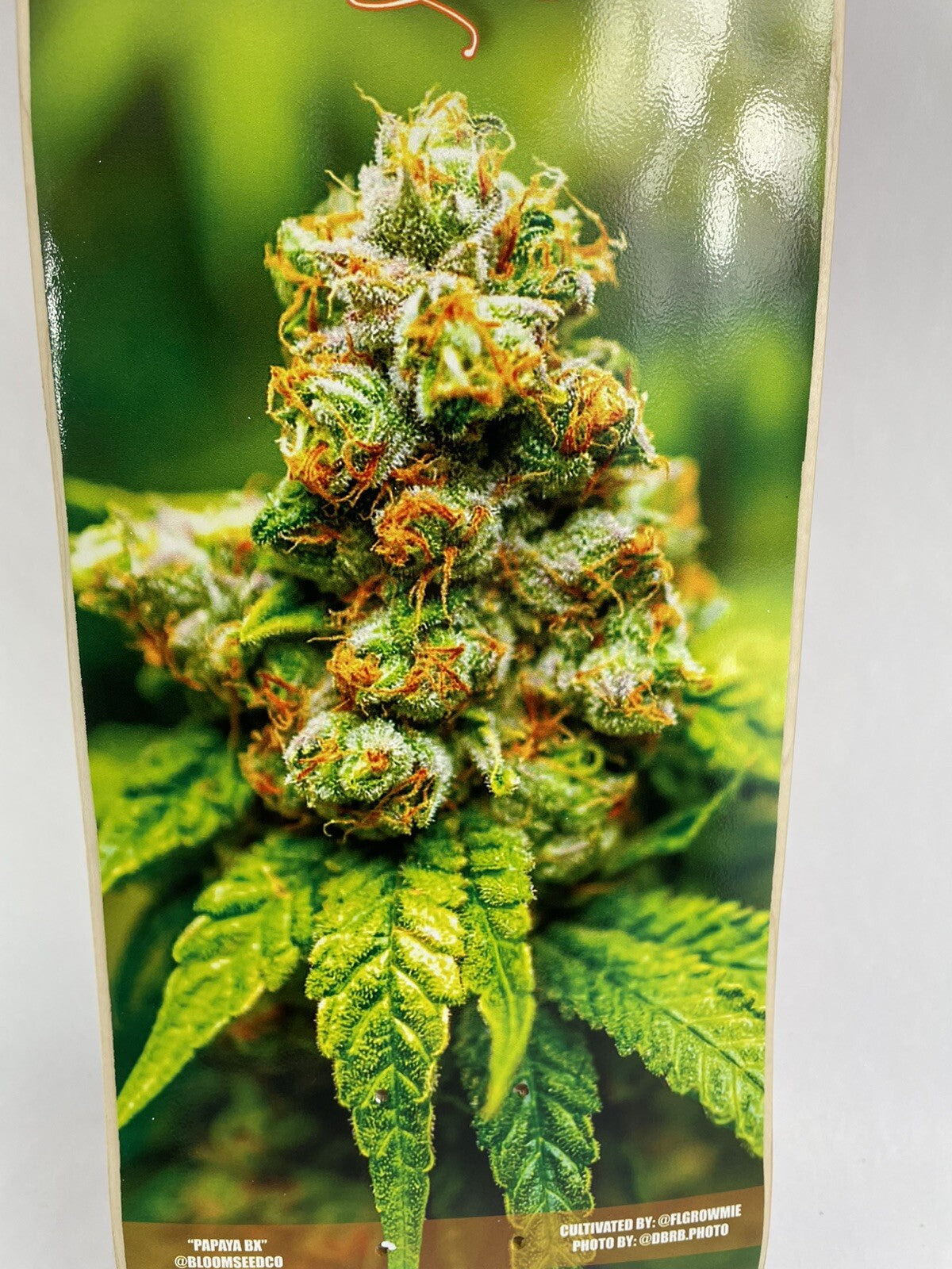 Papaya BX Cannabis Week 8.125-inch hard rock maple skateboard deck with included grip tape.