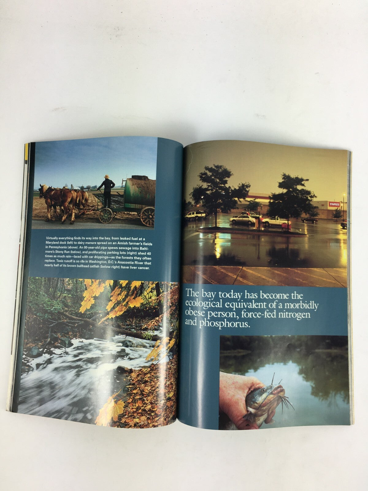 June 2005 NationalGeographic Magazine Poison The New Face of King Tut Life&Death