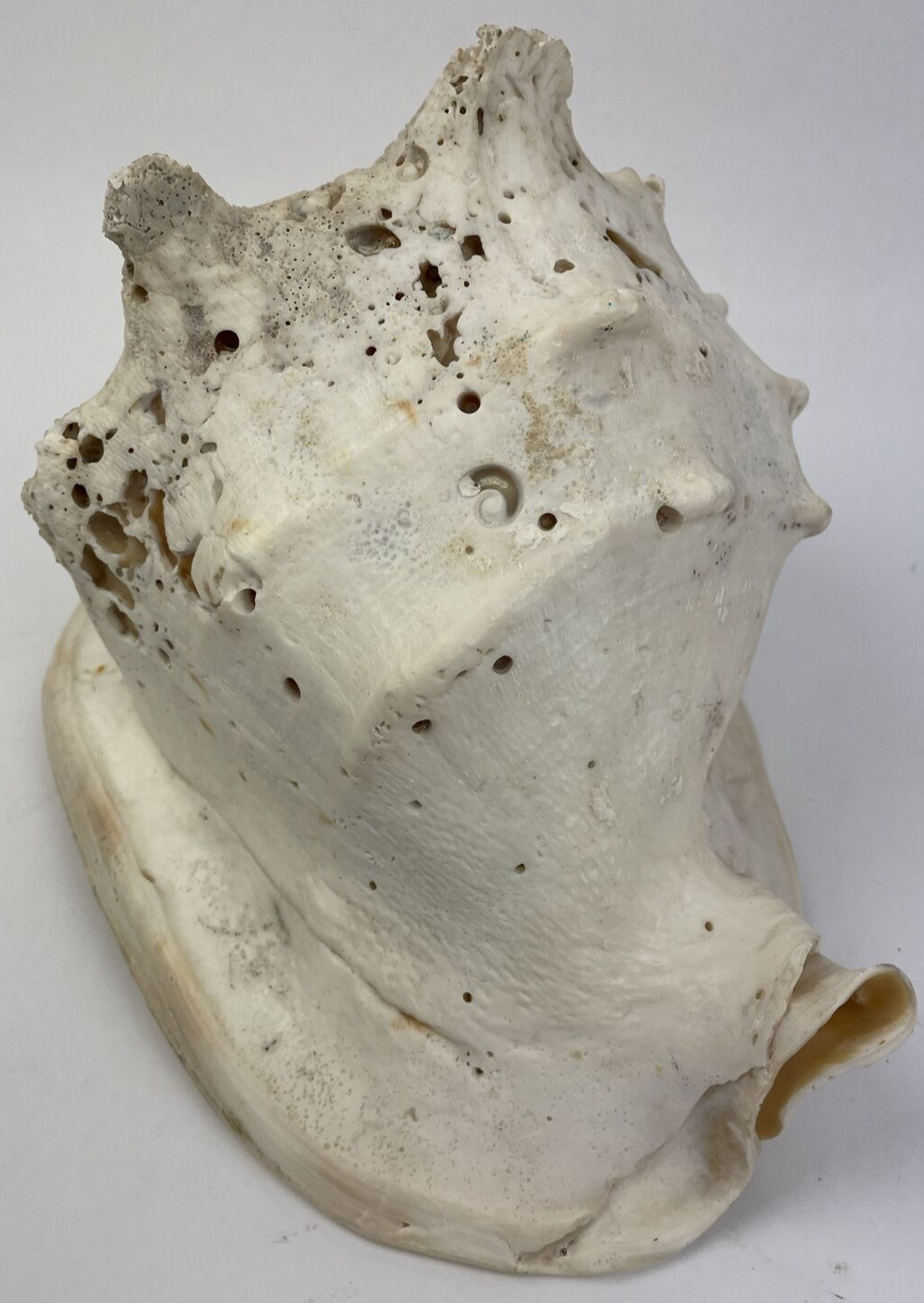 HUGE QUEEN CONCH SHELL -12.5" x 8" x 8" - 6.15 LBS BEFORE PACKING Beautiful