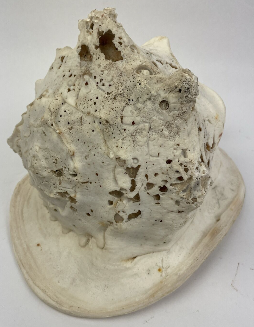 HUGE QUEEN CONCH SHELL -12.5" x 8" x 8" - 6.15 LBS BEFORE PACKING Beautiful