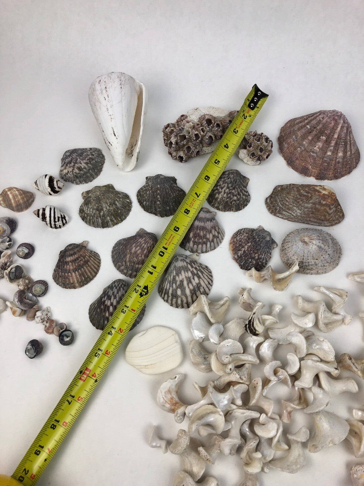 Lot Ocean Pink Purple Barnacle Coral Cluster Coast beach shell aquarium reef sea