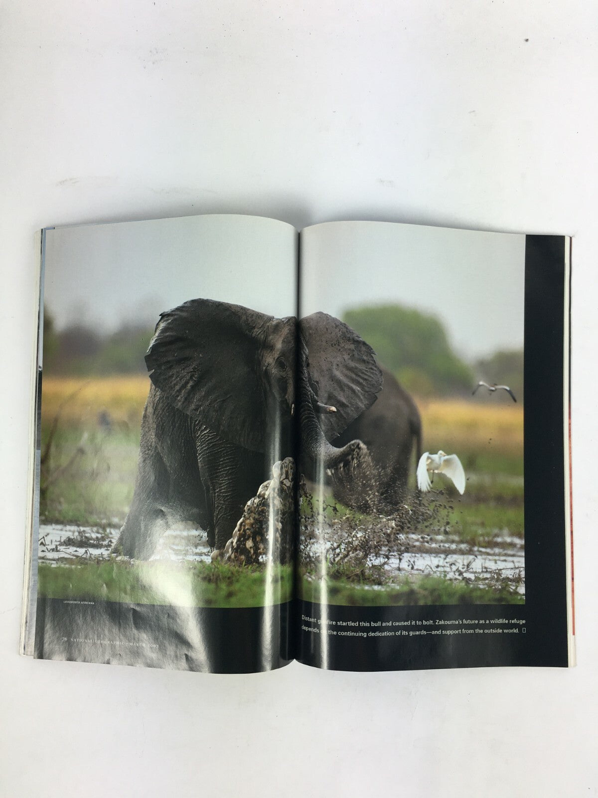 March 2007 National Geographic Magazine Defending a Forgotten Herd Canyonlands