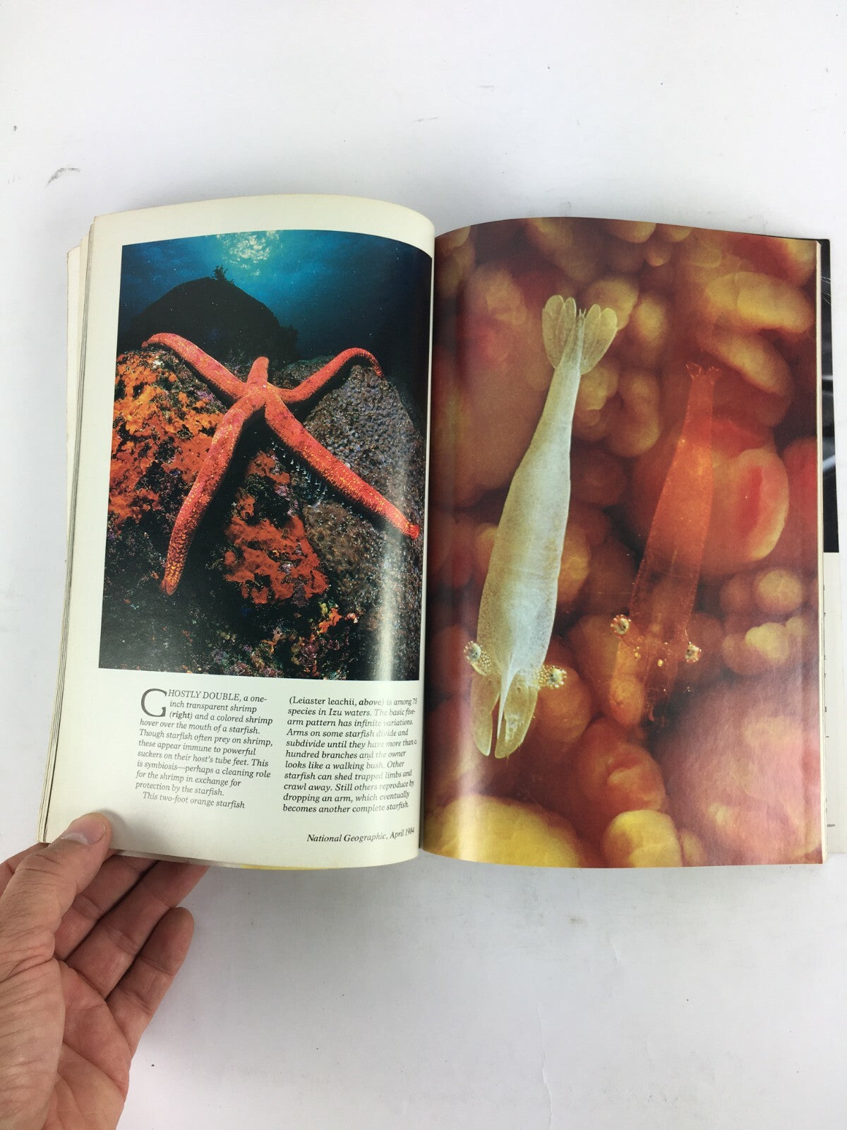 April 1984 National Geographic Magazine East of Eden California Mid Coast