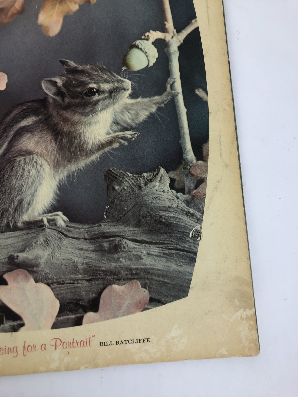 Arizona Highways Magazine : I Go Hunting with my Camera - October 1963 - LOOK