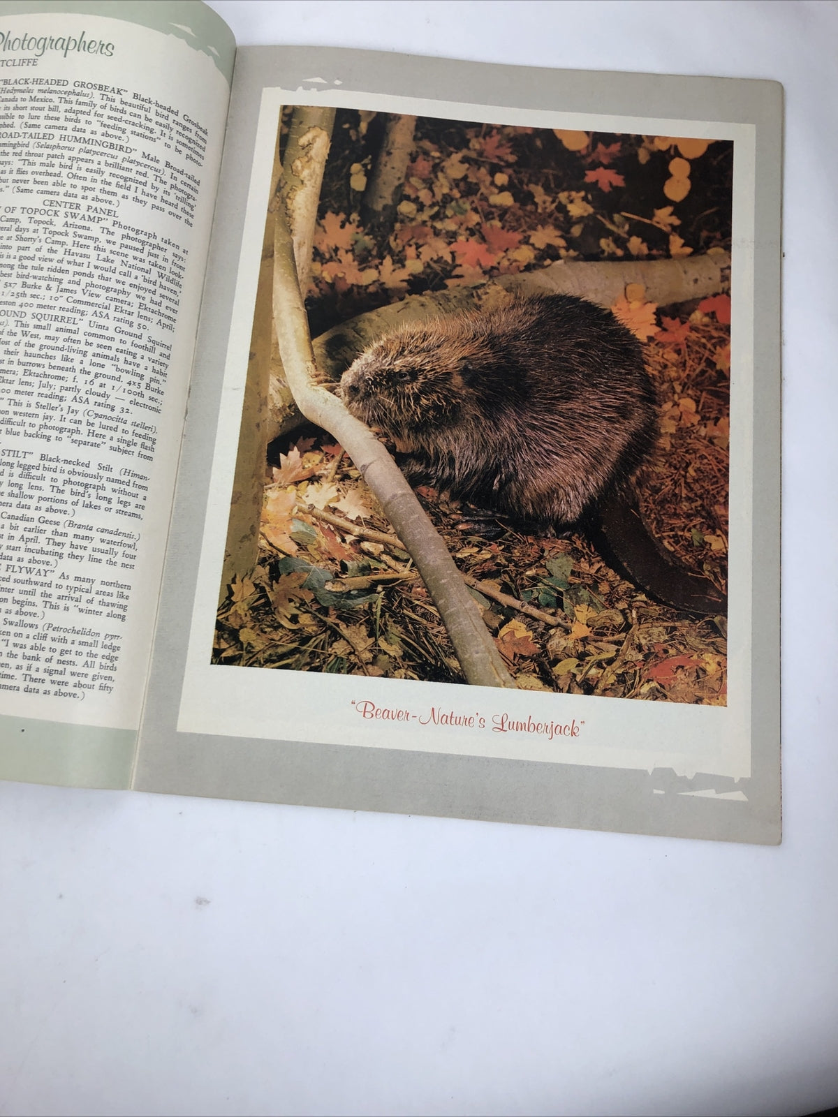 Arizona Highways Magazine : I Go Hunting with my Camera - October 1963 - LOOK