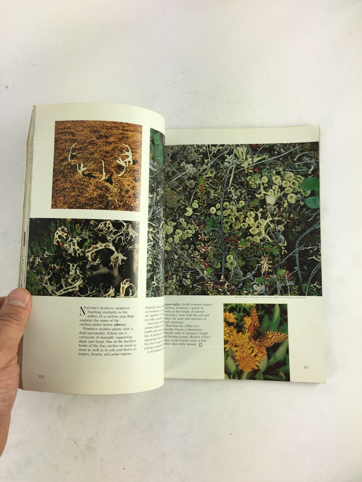 March 1972 NationalGeographic Magazine ALook at Alaska's TundraRussell D.Guthrie