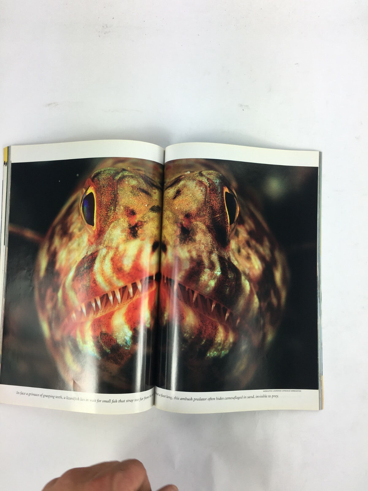 November 2004 National Geographic Magazine Was Darwin Wrong? Fiji's Rainbow Reef