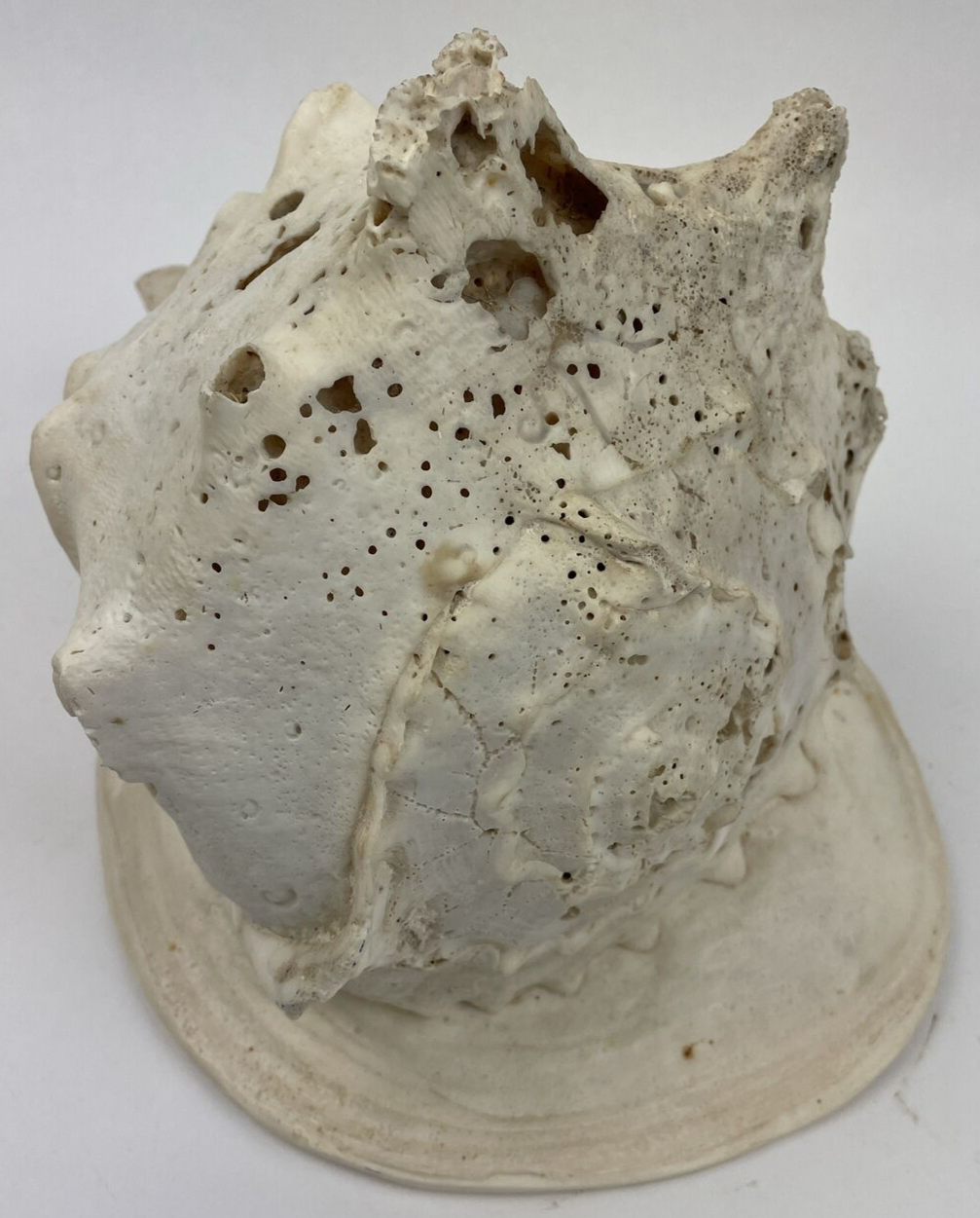 HUGE QUEEN CONCH SHELL -12.5" x 8" x 8" - 6.15 LBS BEFORE PACKING Beautiful