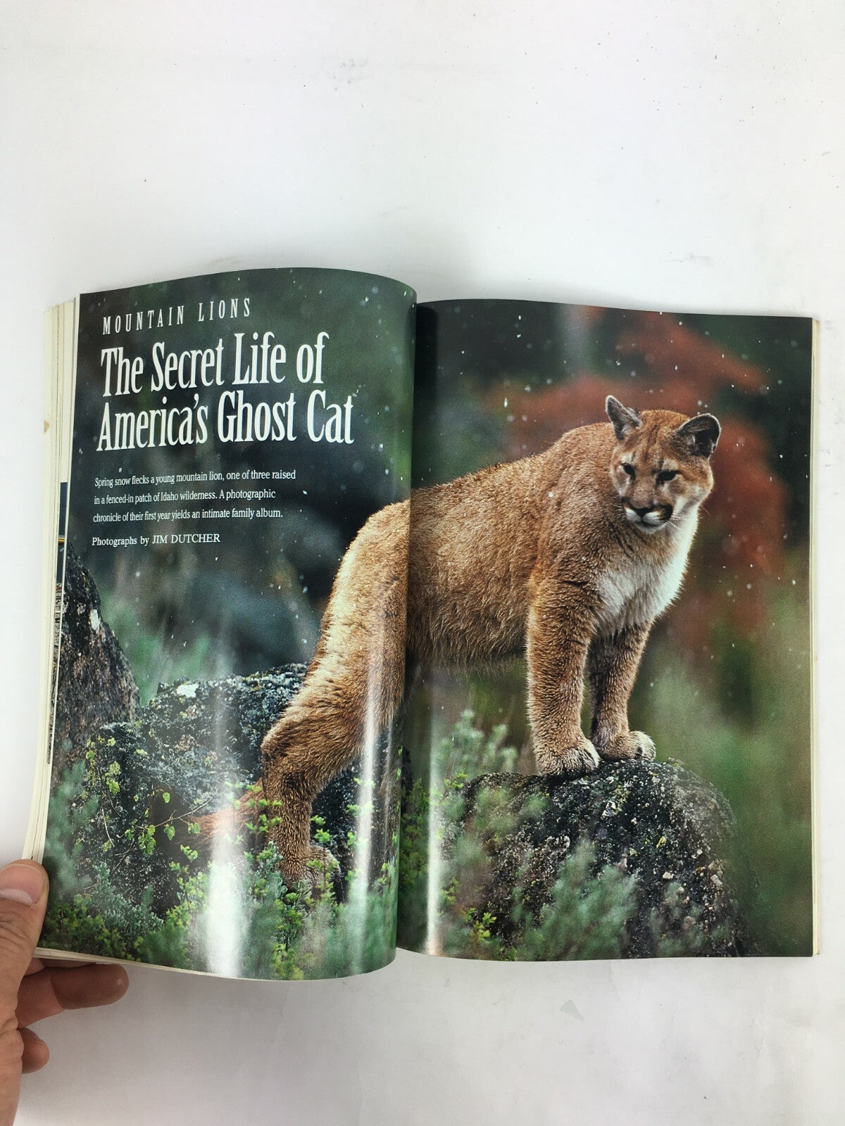 July 1992 National Geographic Magazine Mountain Lions Americs Third Coast