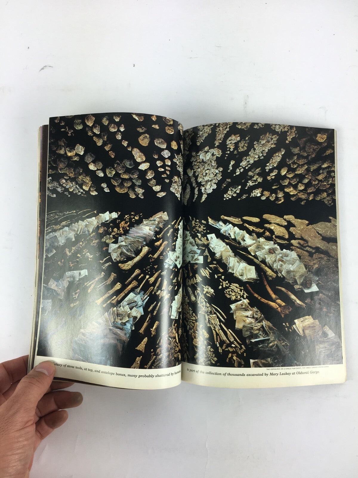 November 1985 NationalGeographic Magazine The Search for Earley Man Taung Child