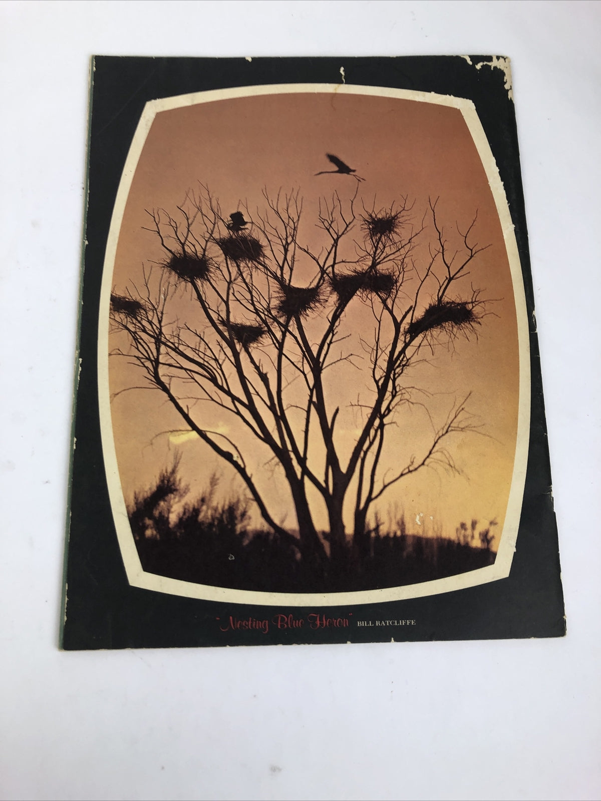 Arizona Highways Magazine : I Go Hunting with my Camera - October 1963 - LOOK