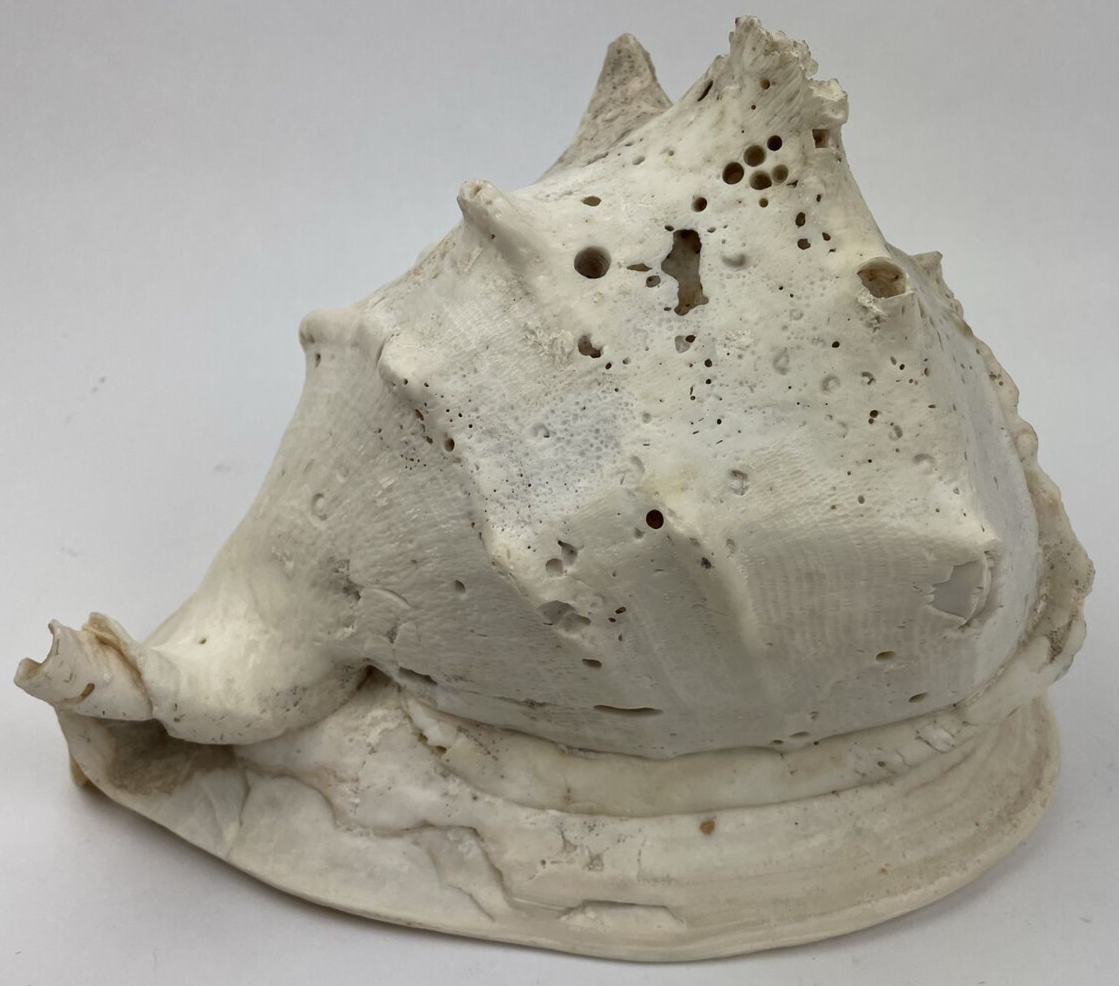 HUGE QUEEN CONCH SHELL -12.5" x 8" x 8" - 6.15 LBS BEFORE PACKING Beautiful