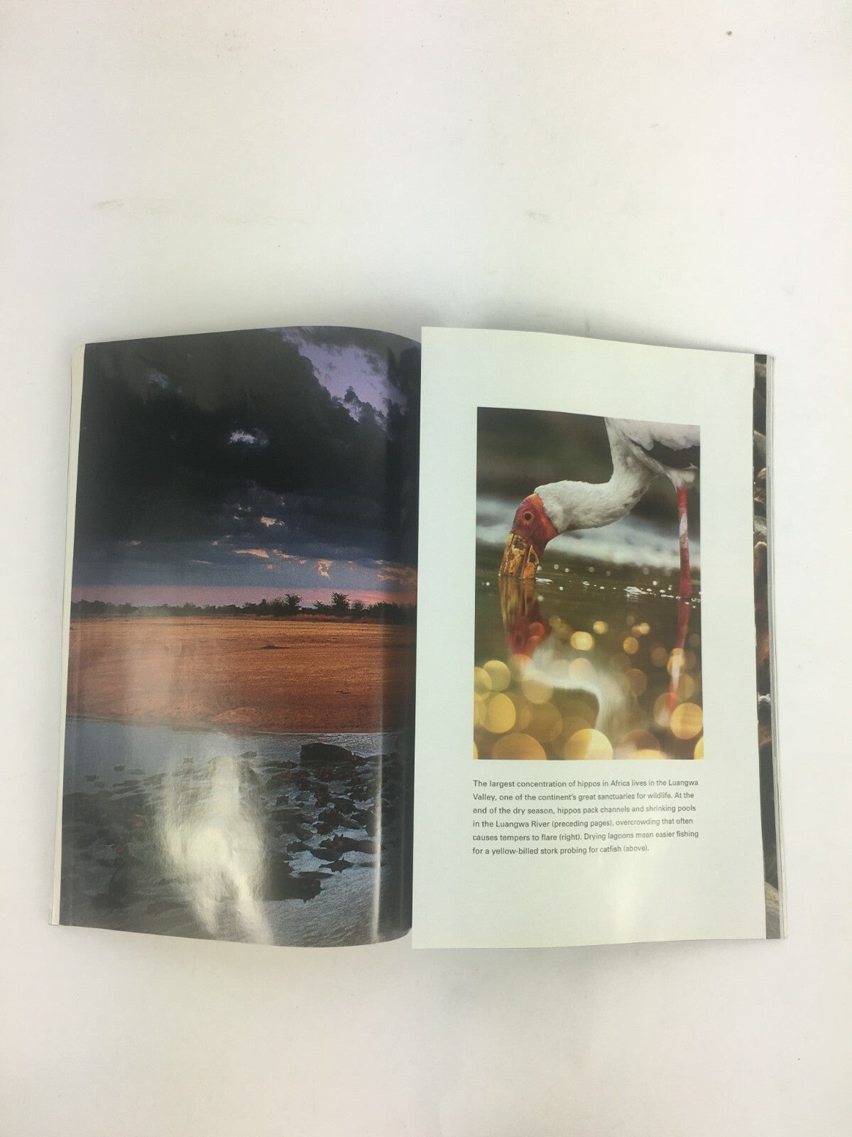 May 2007 National Geographic Magazine Jamestown The Real Story Bulldog Ants
