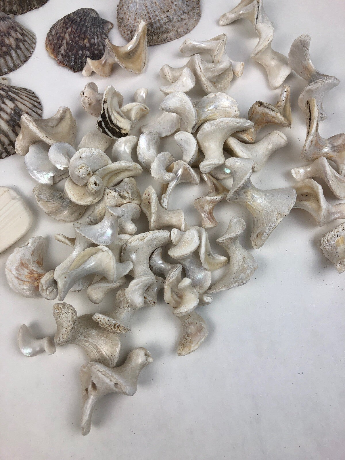 Lot Ocean Pink Purple Barnacle Coral Cluster Coast beach shell aquarium reef sea