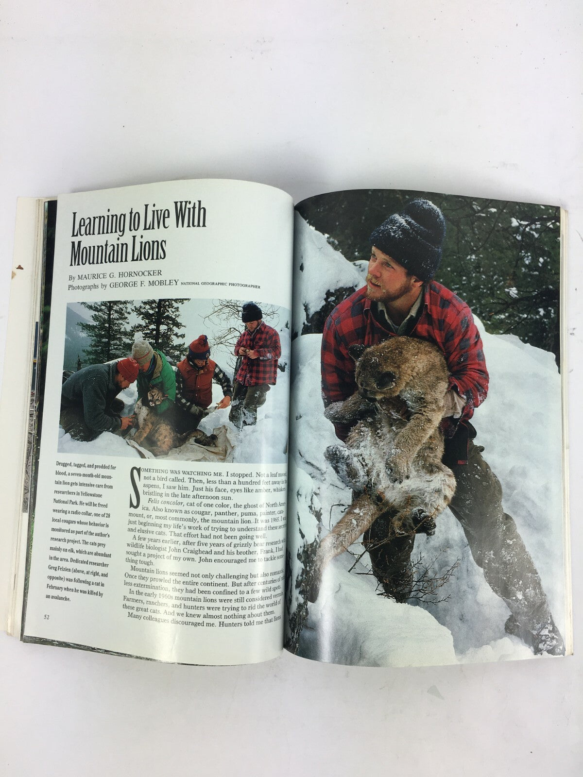 July 1992 National Geographic Magazine Mountain Lions Americs Third Coast