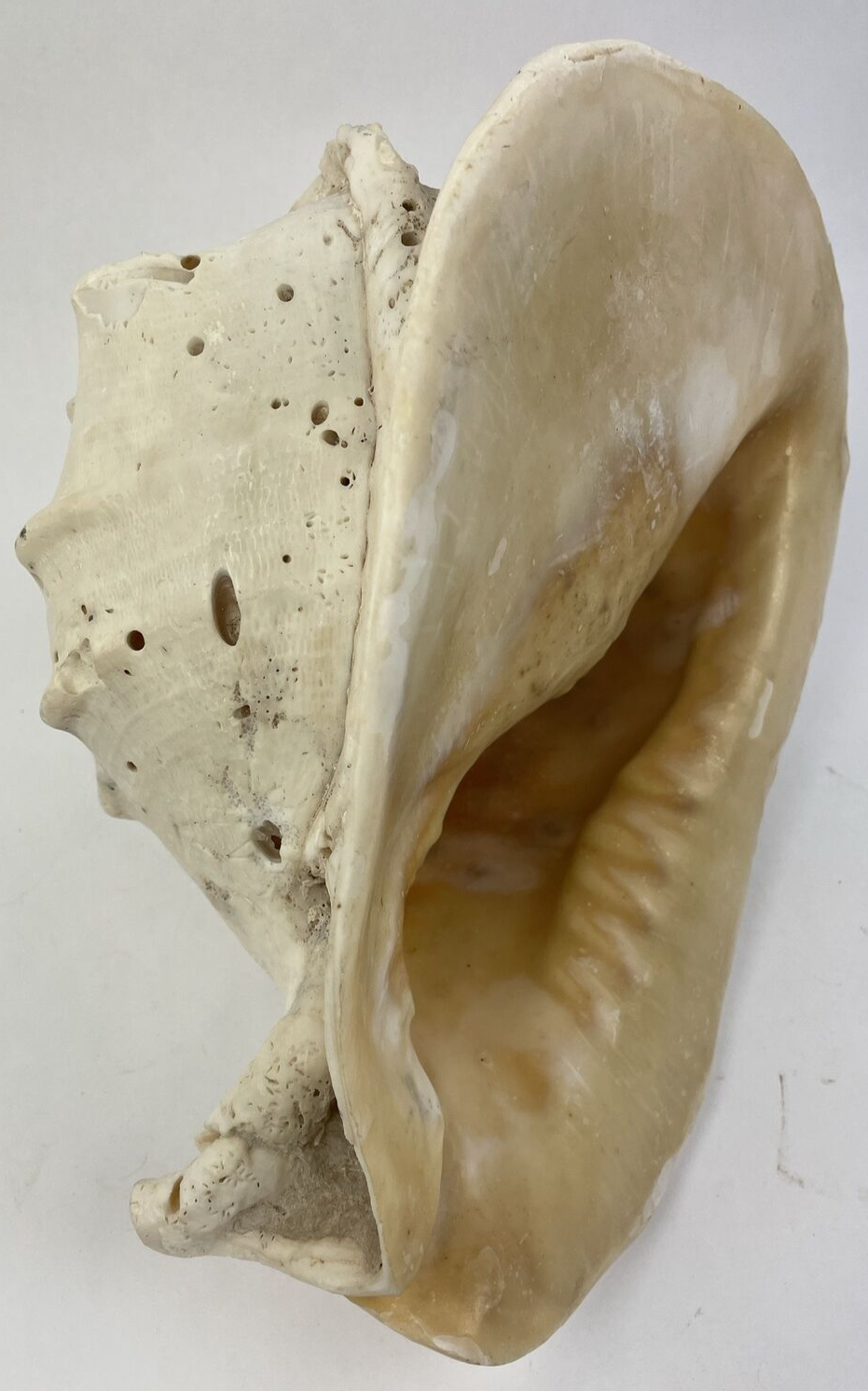 HUGE QUEEN CONCH SHELL -12.5" x 8" x 8" - 6.15 LBS BEFORE PACKING Beautiful