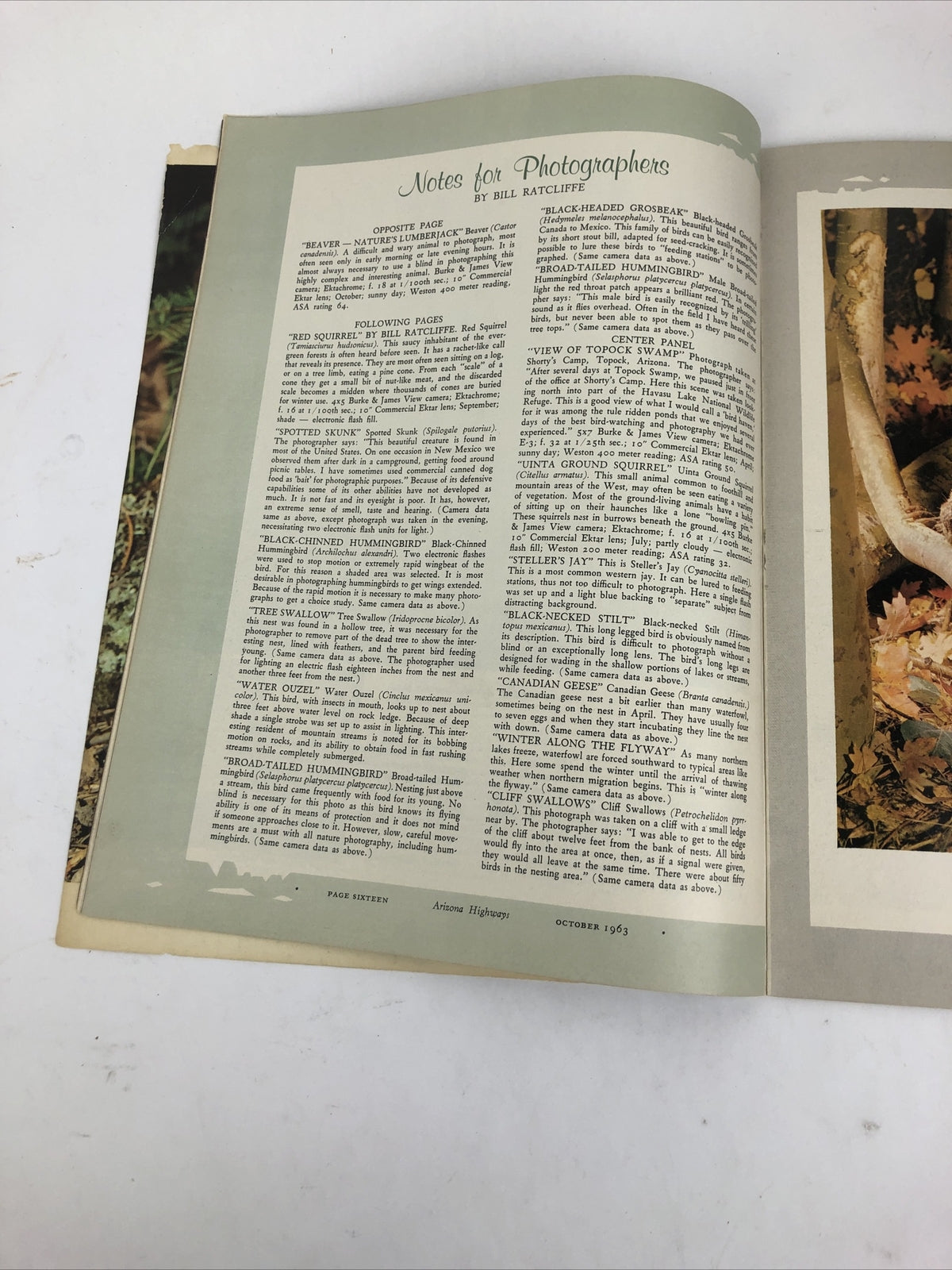 Arizona Highways Magazine : I Go Hunting with my Camera - October 1963 - LOOK