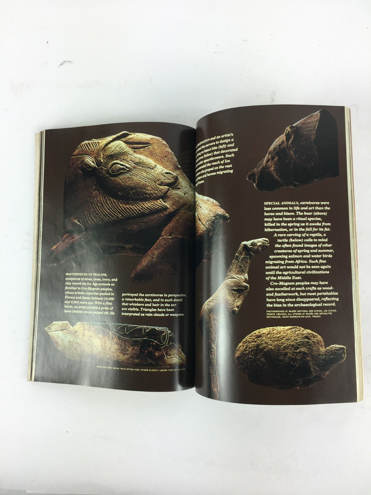 November 1985 NationalGeographic Magazine The Search for Earley Man Taung Child