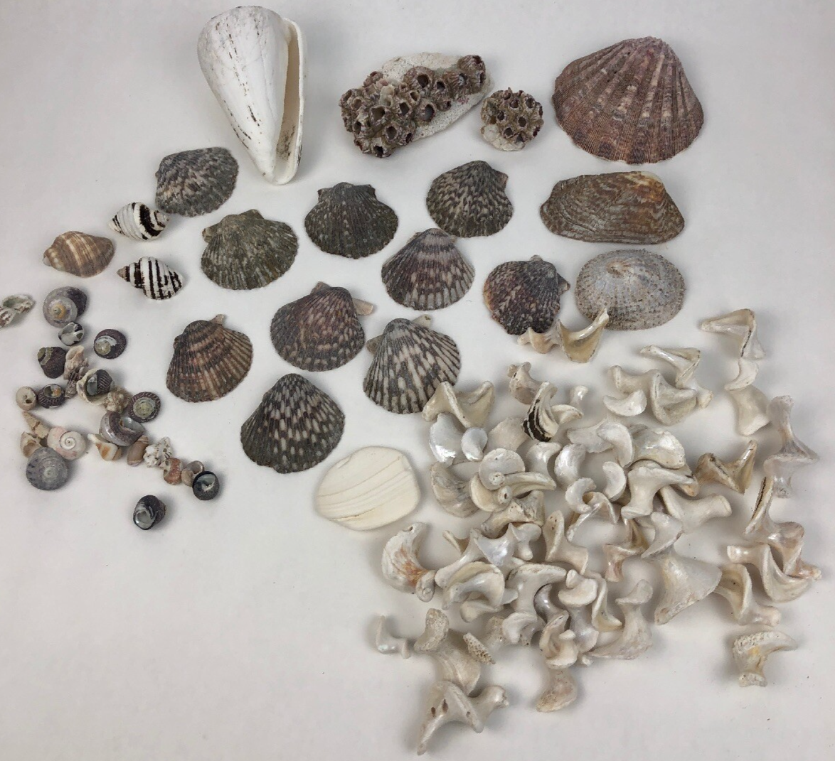 Lot Ocean Pink Purple Barnacle Coral Cluster Coast beach shell aquarium reef sea
