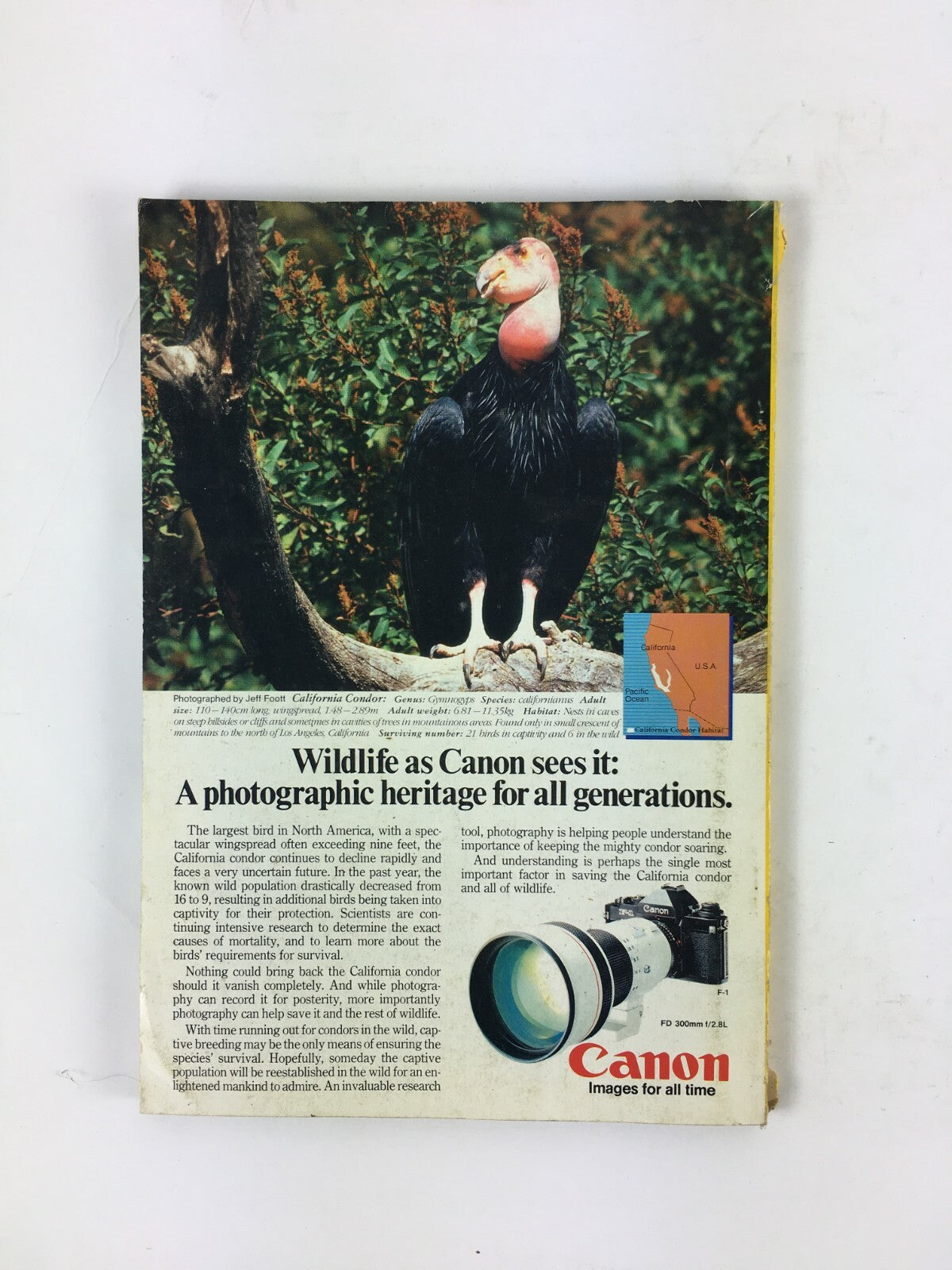 February 1986 National Geographic Magazine Ndebele Dilemma of Independence