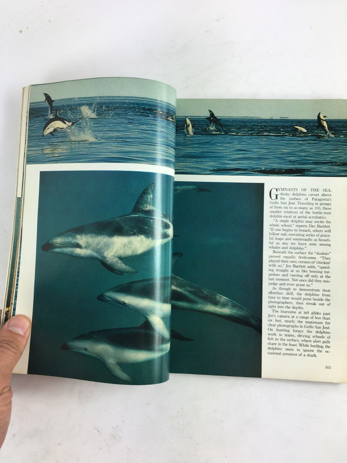 March 1976 National Geographic Magazine At Home with Right Whales Patagonia