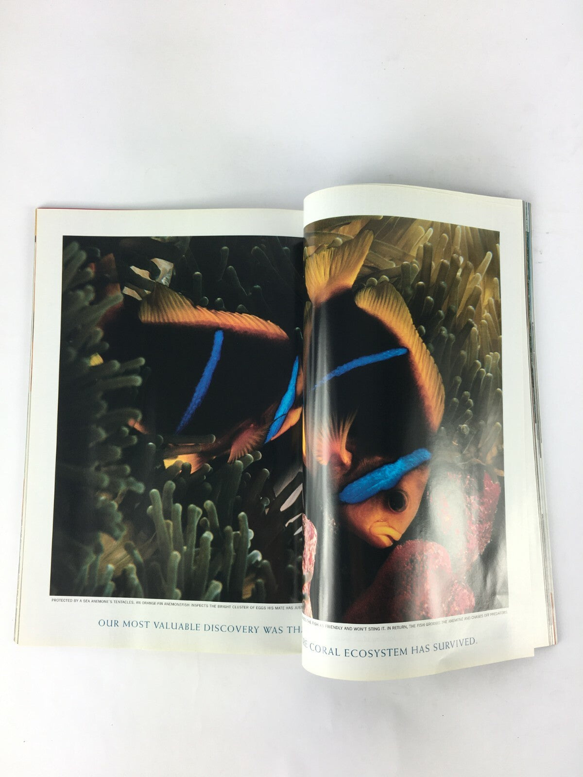 February 2004 National Geographic Magazine Great Whites of the North