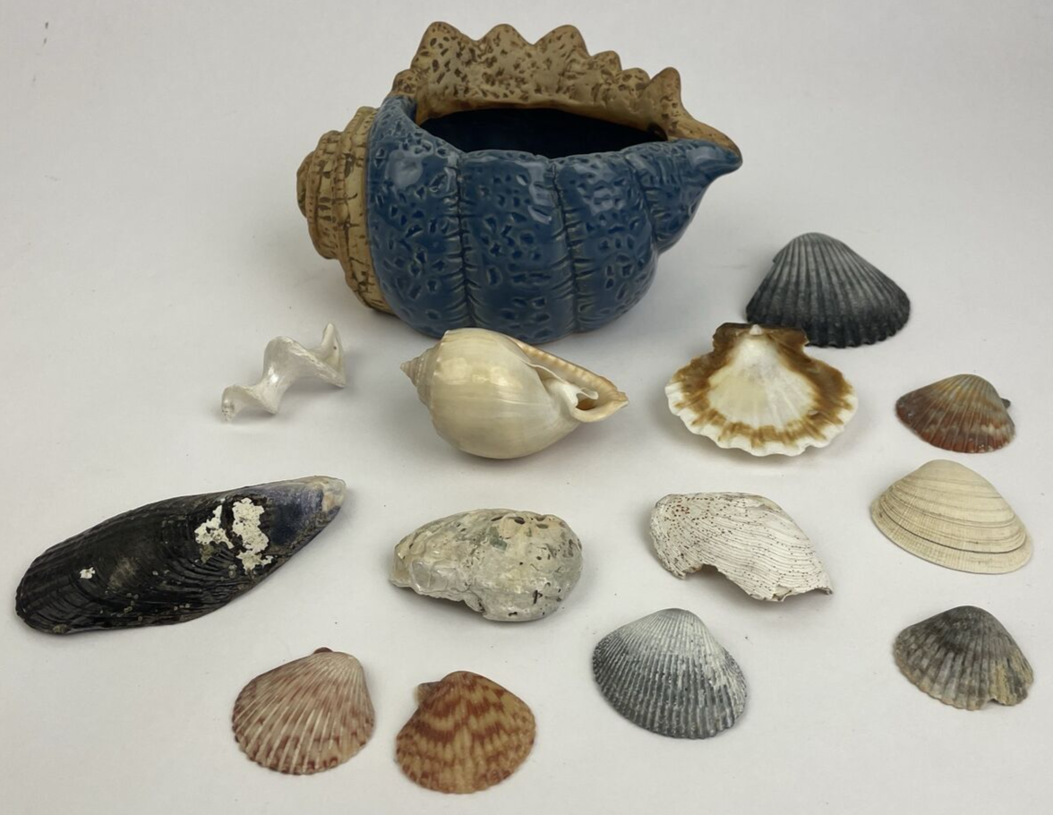 Sea Shell Blue Ceramic Planting Pot Succulent Planter Garden w Sea Shells Cali