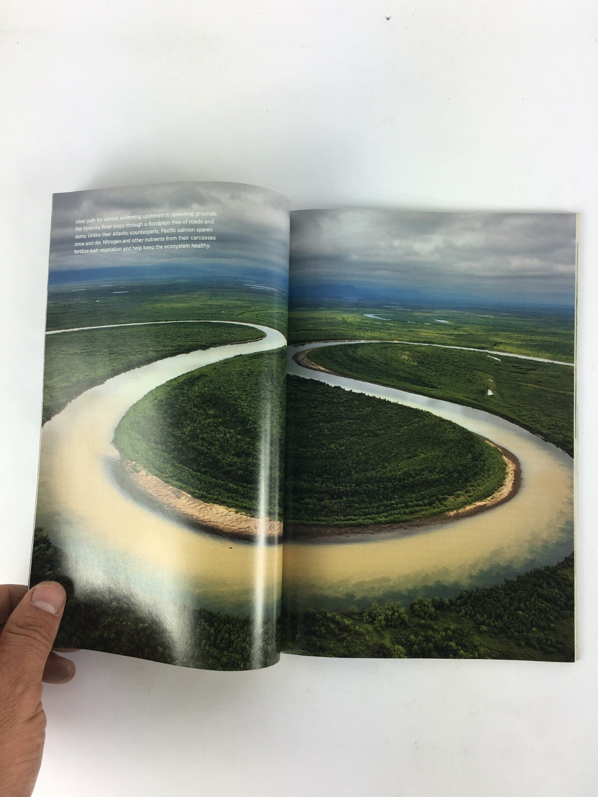August 2009 National Geographic Magazine Yellow Stone Super Volcano Camel Beauty
