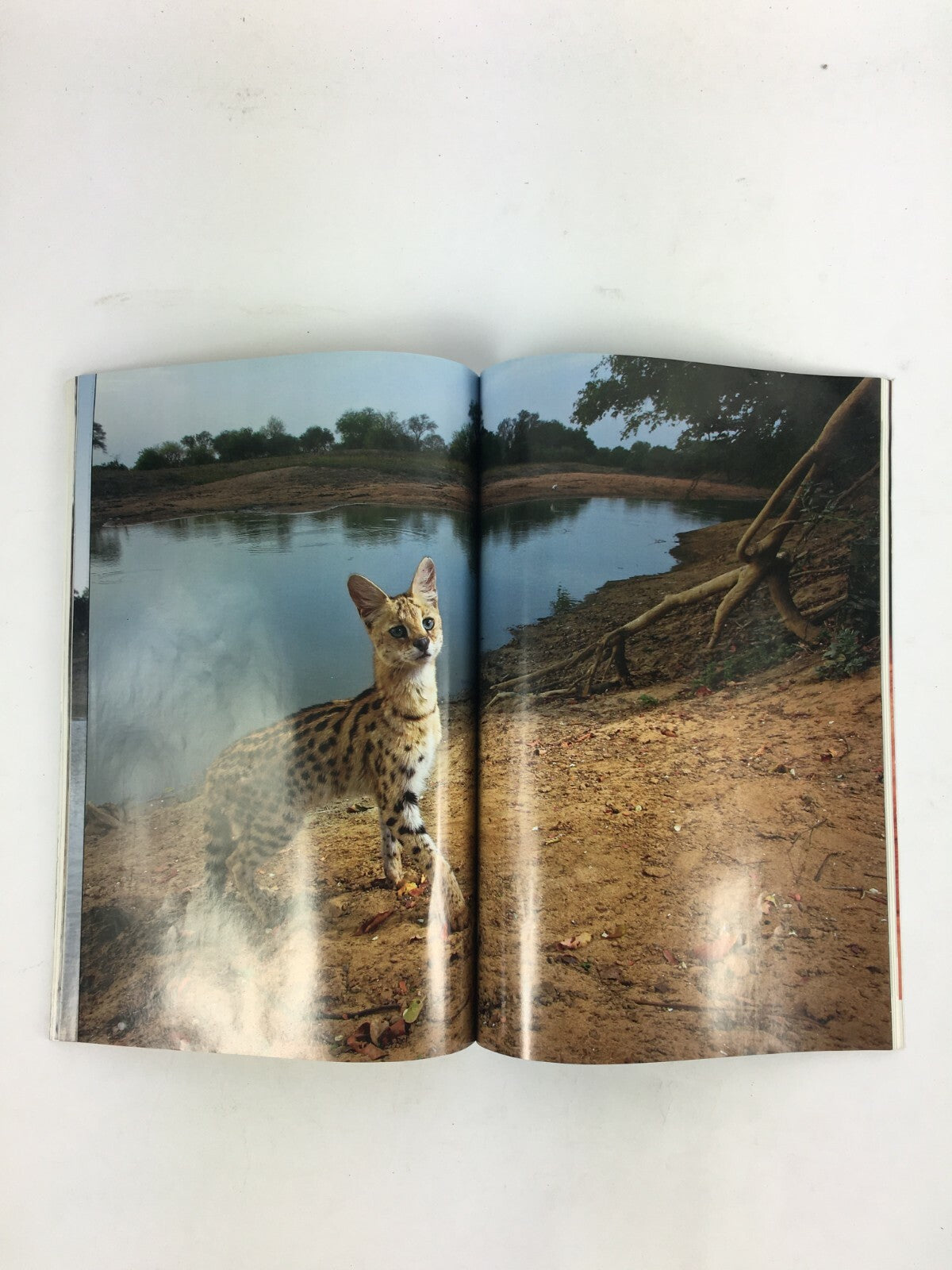 March 2007 National Geographic Magazine Defending a Forgotten Herd Canyonlands