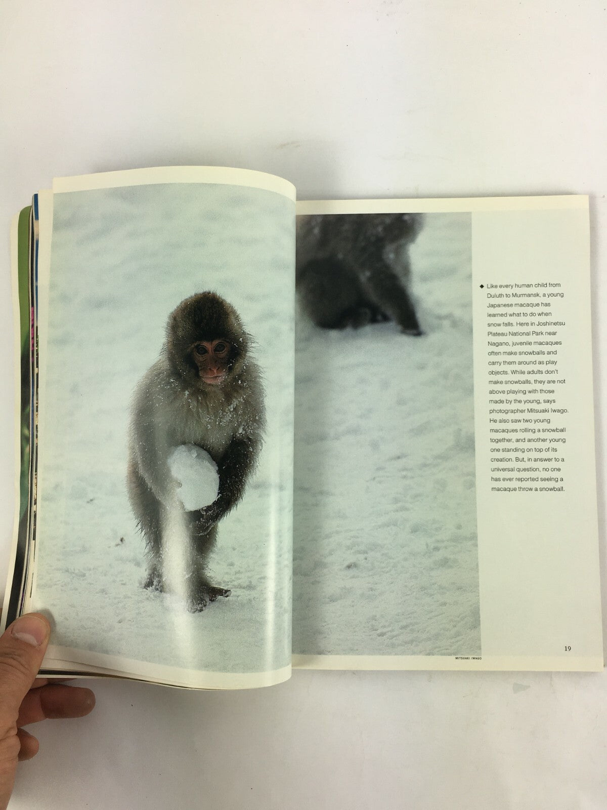 December 1994 National Geographic Magazine Animals at Play Walt Whitman Buenos