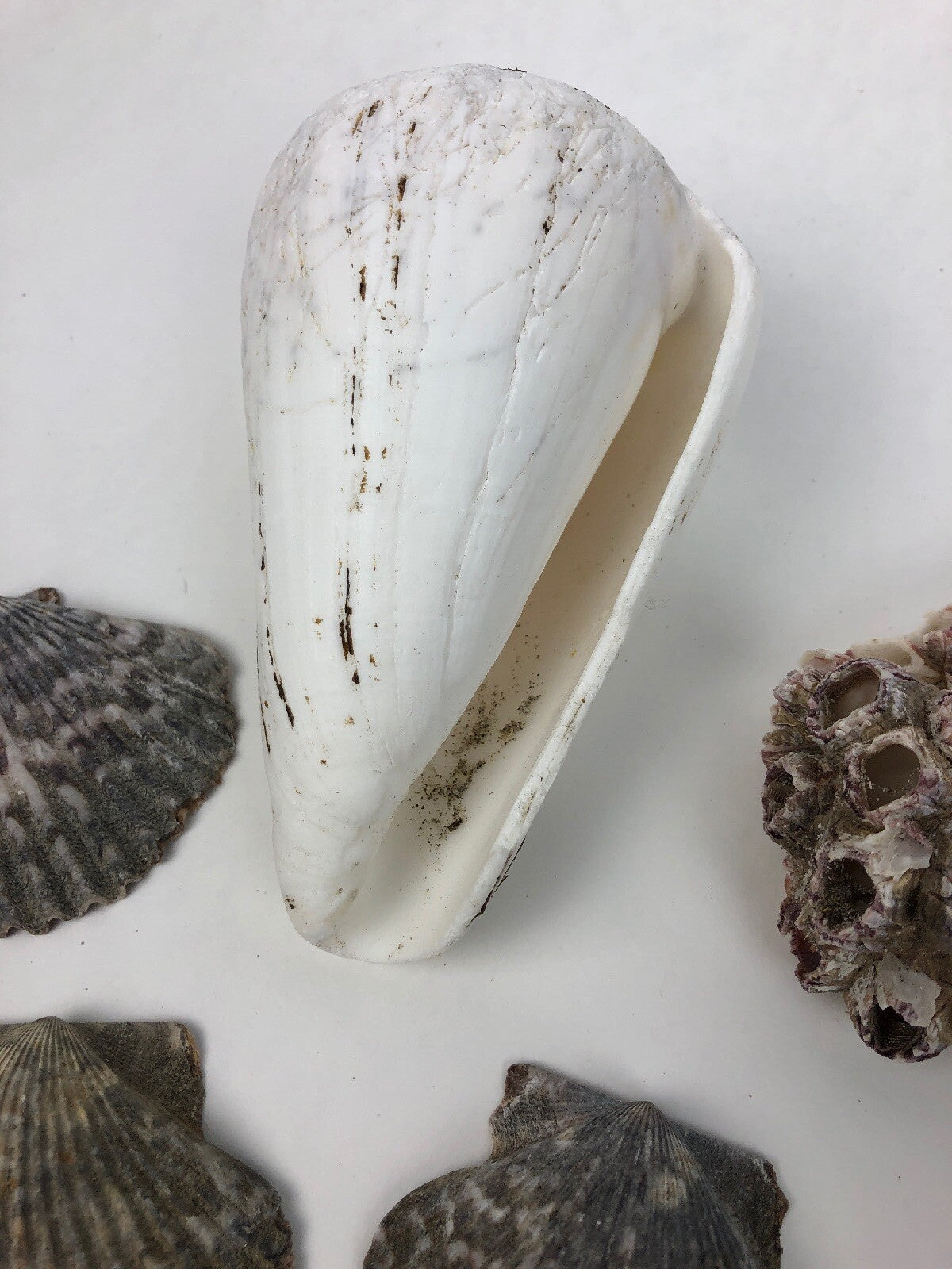 Lot Ocean Pink Purple Barnacle Coral Cluster Coast beach shell aquarium reef sea