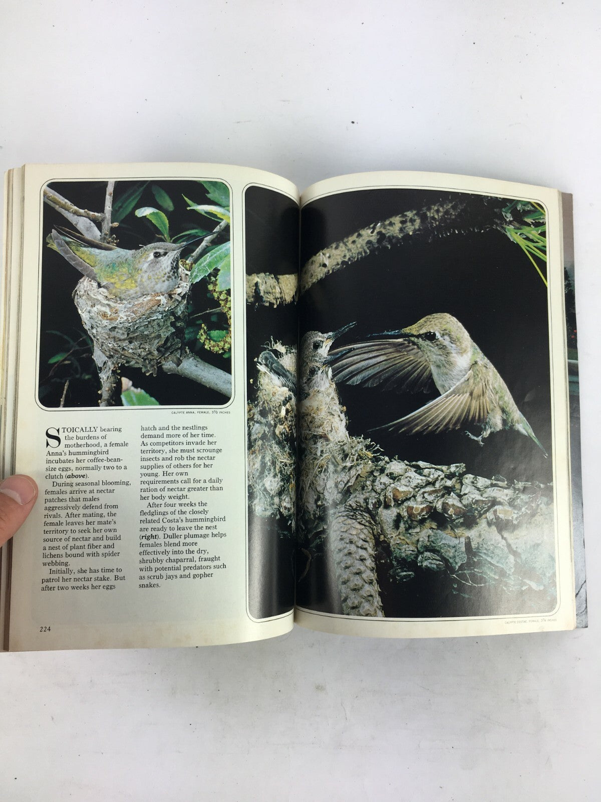 February 1982 National Geographic Magazine Napoleon Humming Birds Ghost Galleon