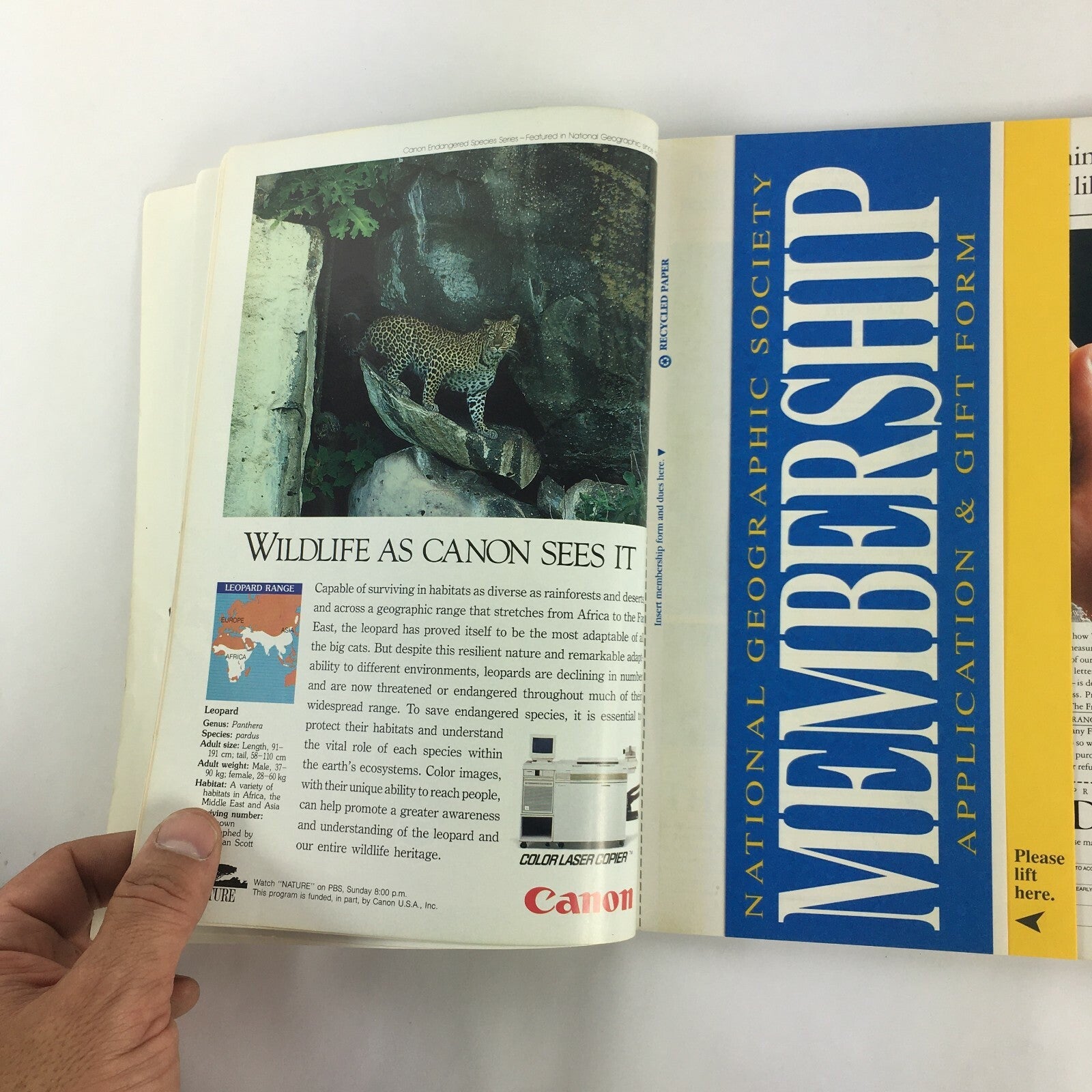 July 1992 National Geographic Trobriand Islands Mountain Lions