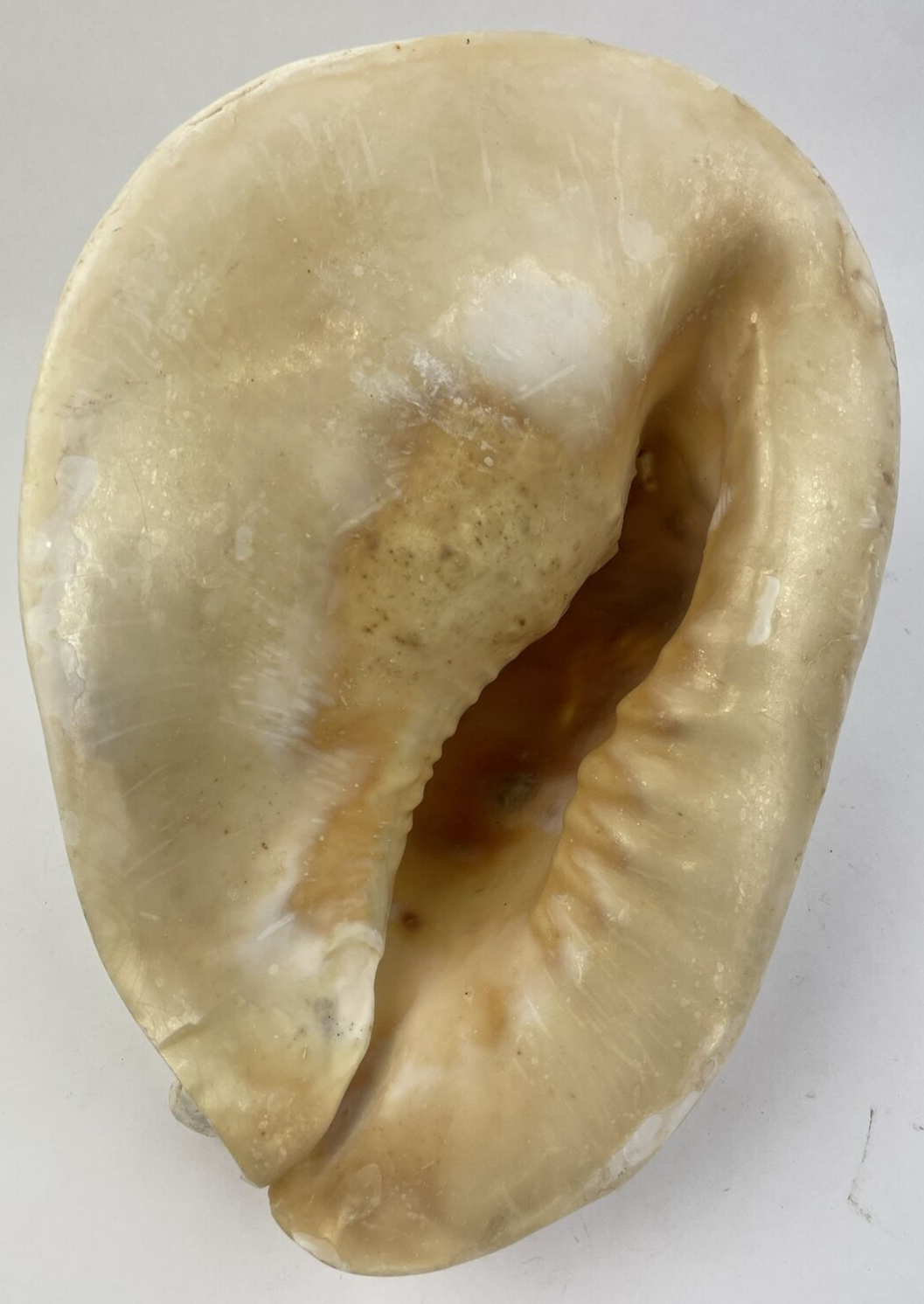 HUGE QUEEN CONCH SHELL -12.5" x 8" x 8"  - 6.15 LBS BEFORE PACKING Beautiful