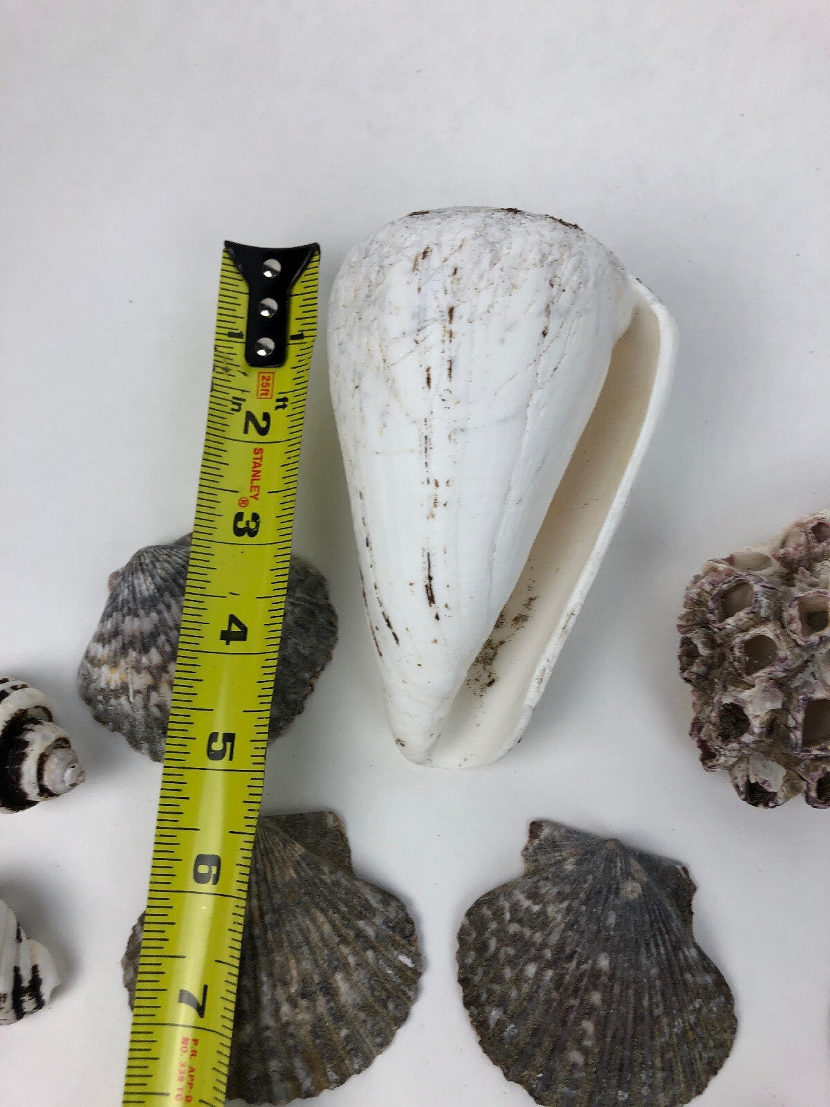 Lot Ocean Pink Purple Barnacle Coral Cluster Coast beach shell aquarium reef sea