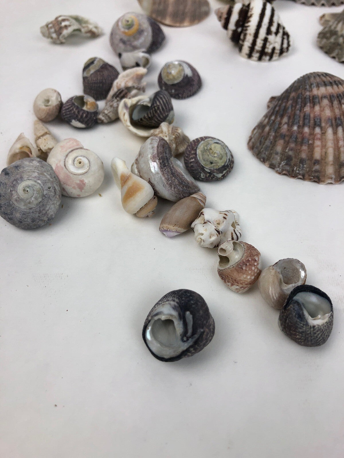 Lot Ocean Pink Purple Barnacle Coral Cluster Coast beach shell aquarium reef sea