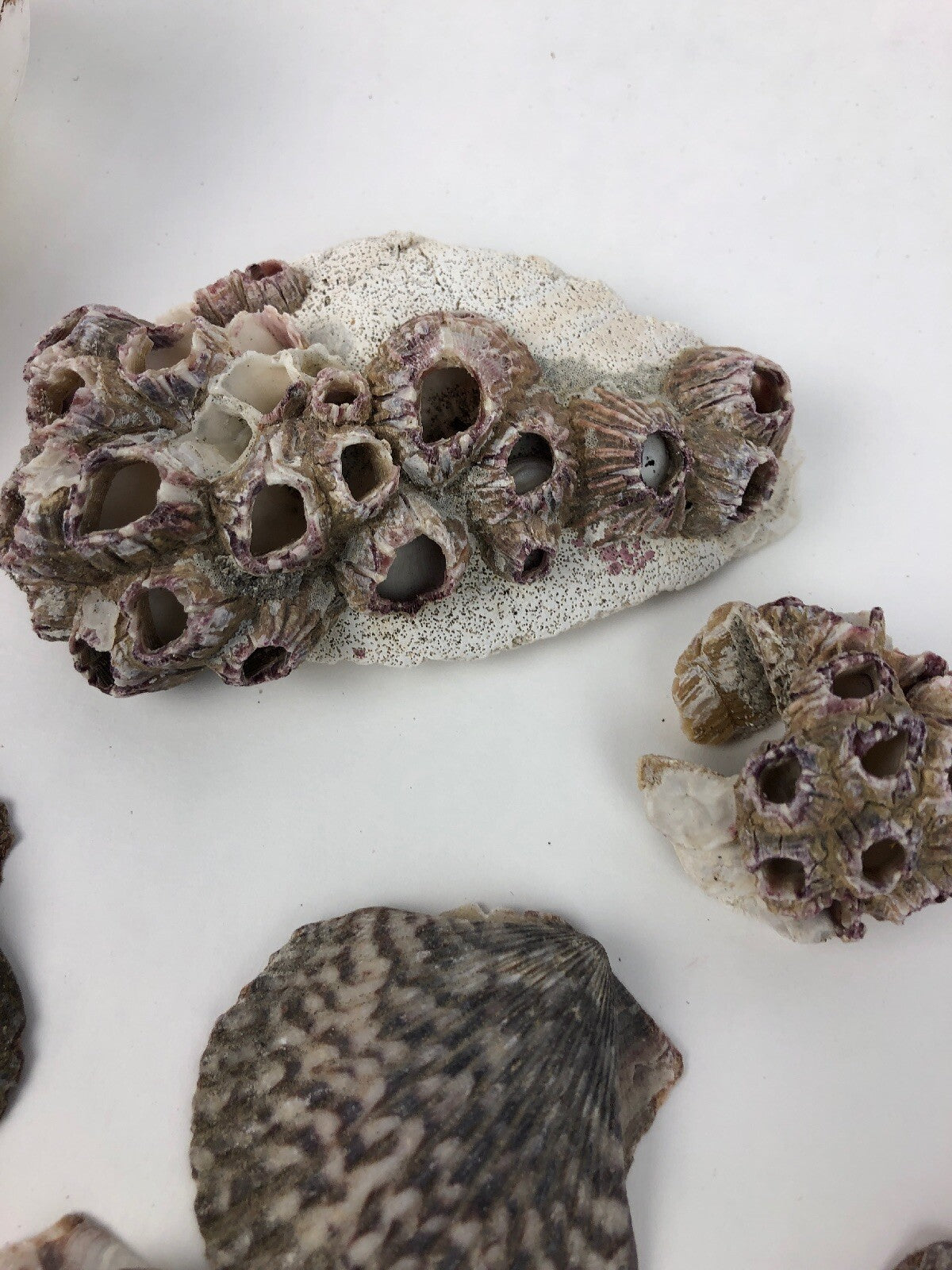 Lot Ocean Pink Purple Barnacle Coral Cluster Coast beach shell aquarium reef sea