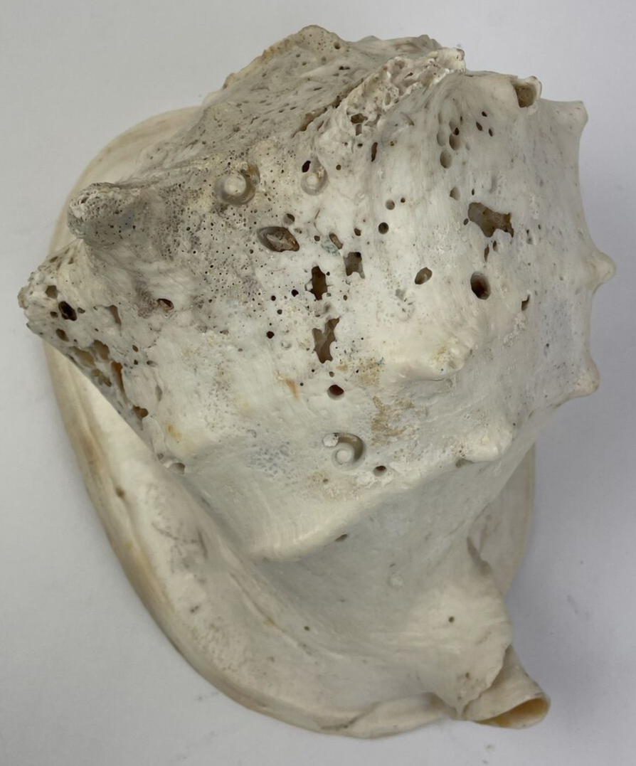 HUGE QUEEN CONCH SHELL -12.5" x 8" x 8"  - 6.15 LBS BEFORE PACKING Beautiful