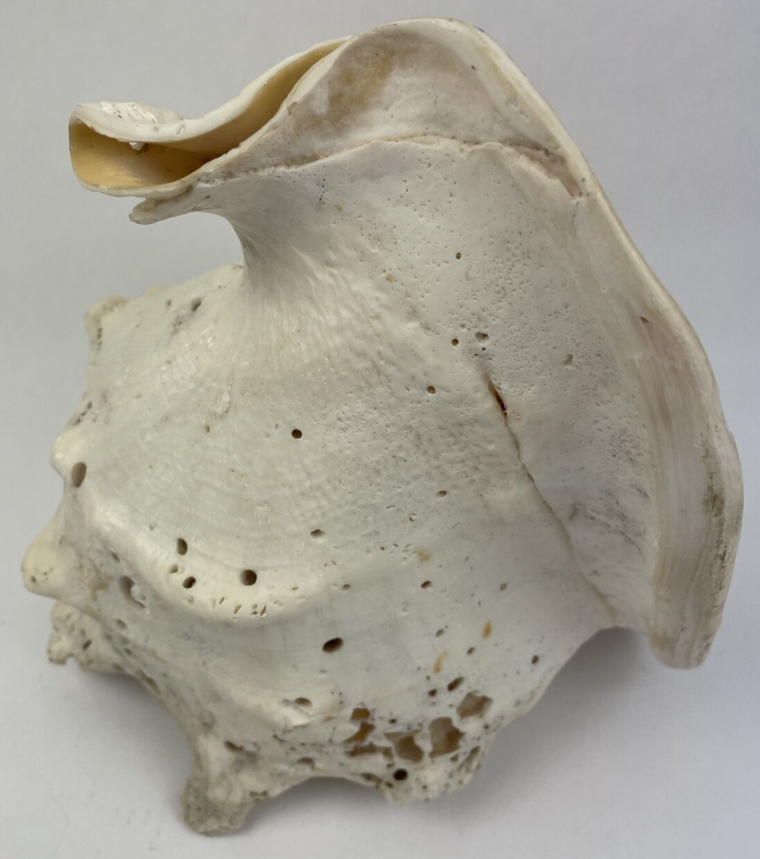 HUGE QUEEN CONCH SHELL -12.5" x 8" x 8"  - 6.15 LBS BEFORE PACKING Beautiful