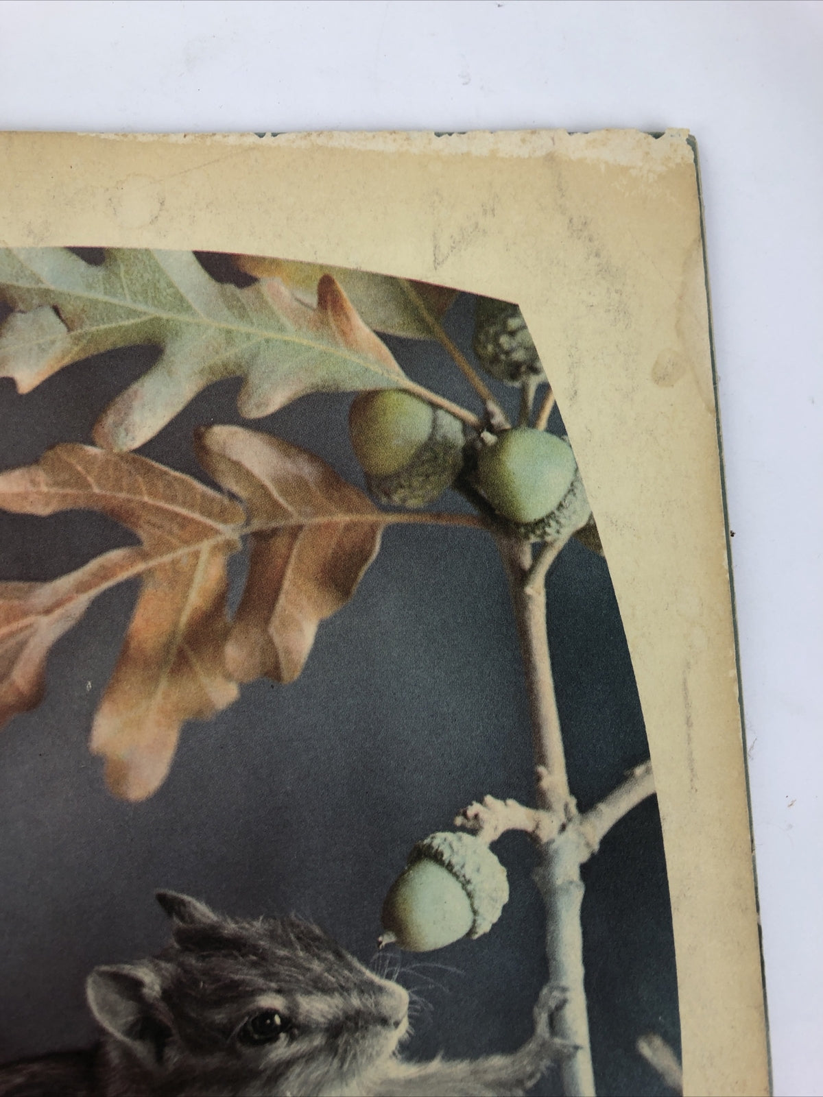 Arizona Highways Magazine : I Go Hunting with my Camera - October 1963 - LOOK